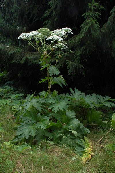 Heracleum mantegazzianum