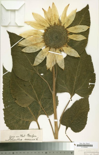 Herbarium