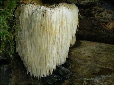 Hericium Erinaceus