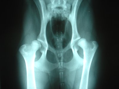 Hip dysplasia (canine)