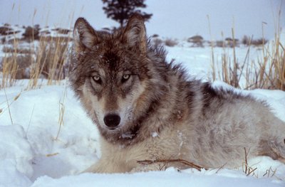 History Of Wolves In Yellowstone