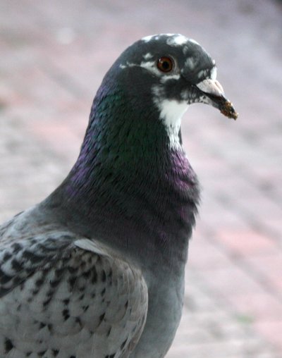 Homing Pigeon