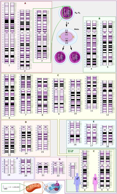 Homologous chromosome