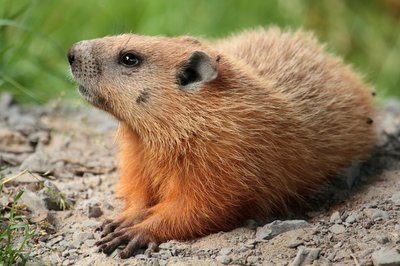 How much wood would a woodchuck chuck