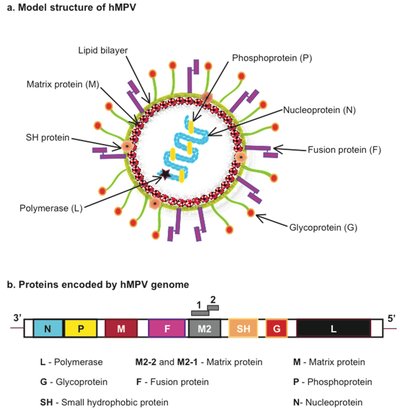 Human Metapneumovirus