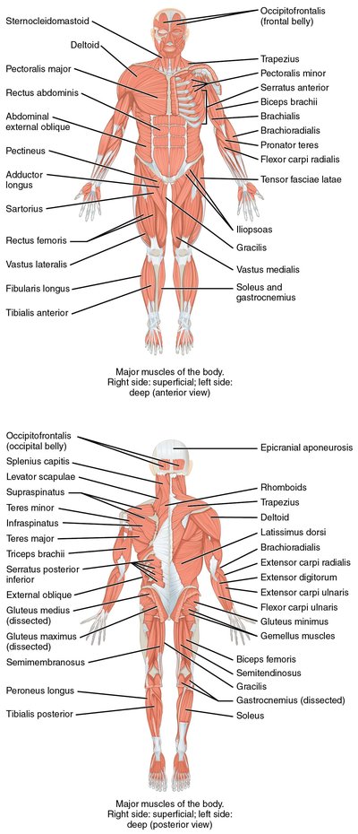 Human Musculoskeletal System