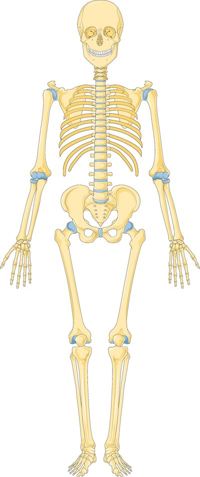 Human Skeleton