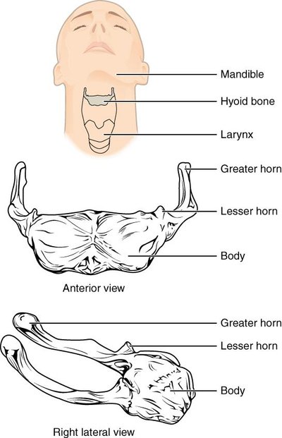 Hyoid Bone