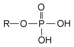 Hyperphosphatemia