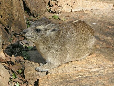 Hyrax