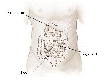 Ileum