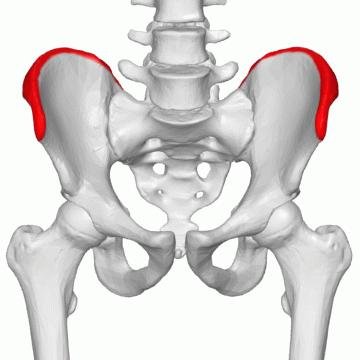 Iliac Crest