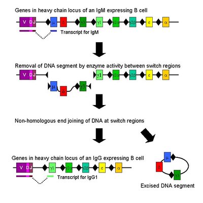 Immunoglobulin Class Switching