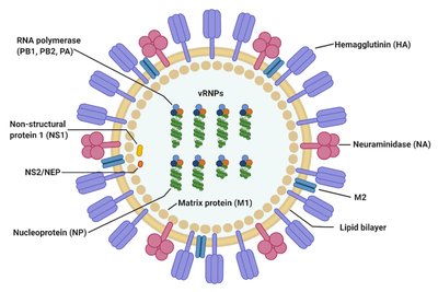 Influenza A Virus