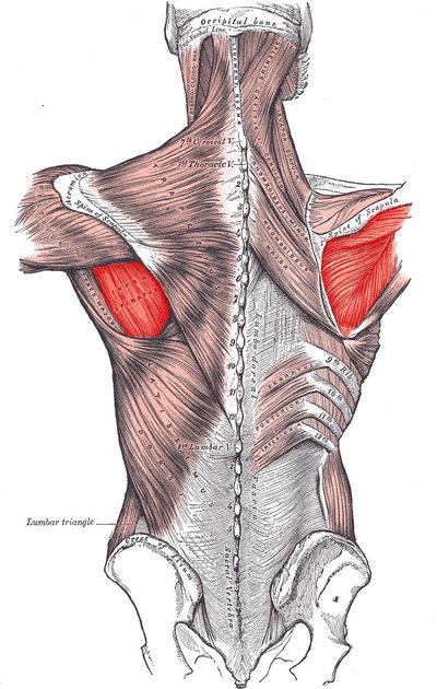 Infraspinatus Muscle