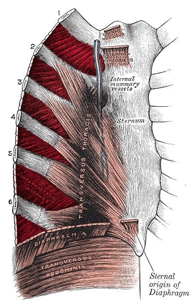 Intercostal Muscles