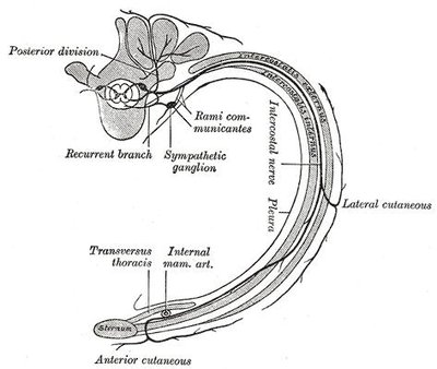 Intercostal Nerves
