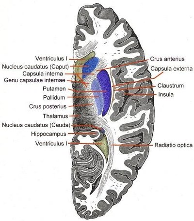 Internal Capsule