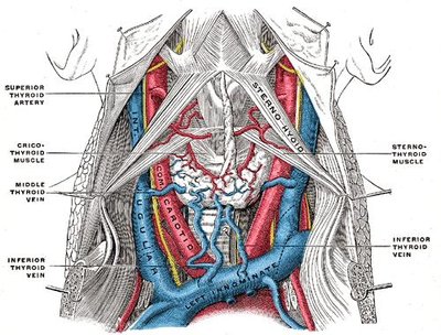 Internal Jugular Vein