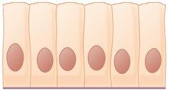 Intestinal Epithelium