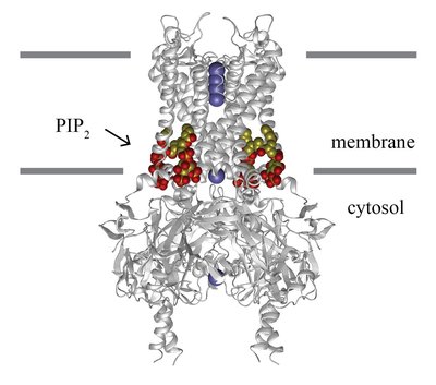 Inward-rectifier potassium channel