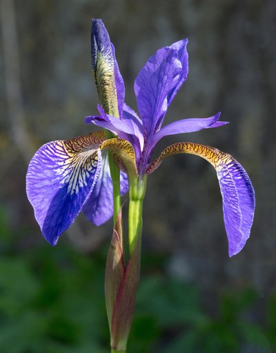 Iris (Plant)