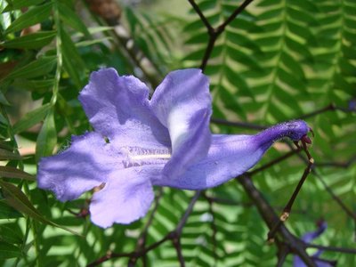 Jacaranda
