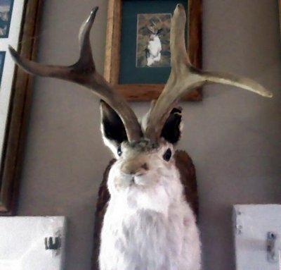 Jackalope