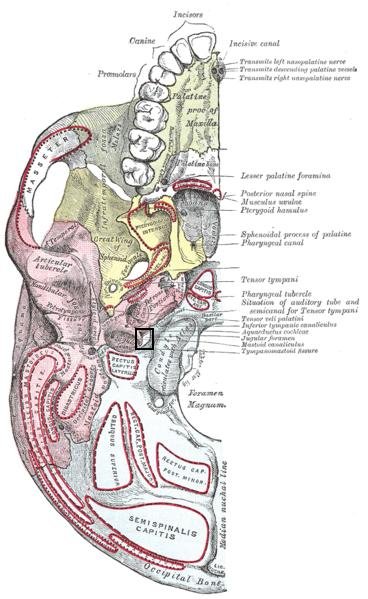 Jugular Foramen