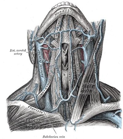 Jugular Vein
