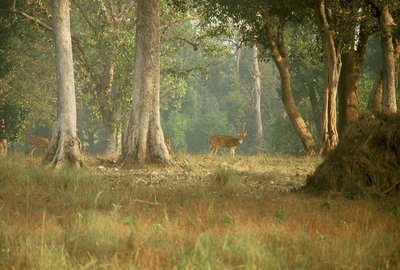 Kanha Tiger Reserve