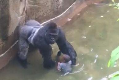 Killing of Harambe