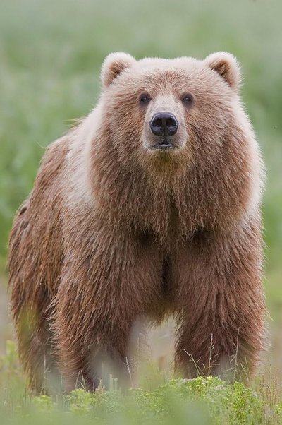 Kodiak bear