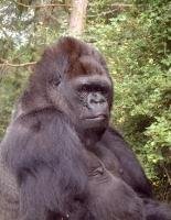 Koko (gorilla)