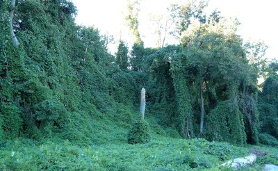 Kudzu in the United States