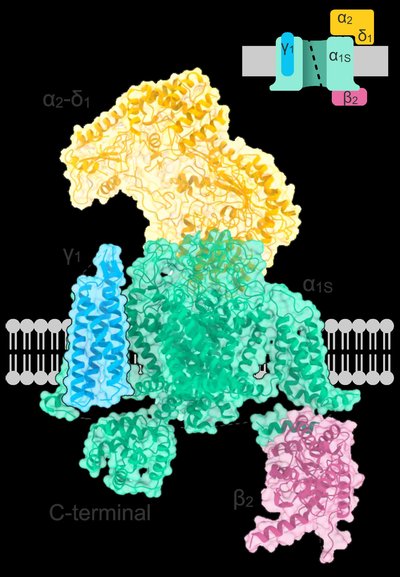 L-type calcium channel