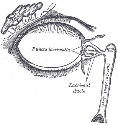 Lacrimal Gland