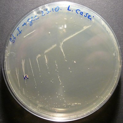 Lactobacillus Casei