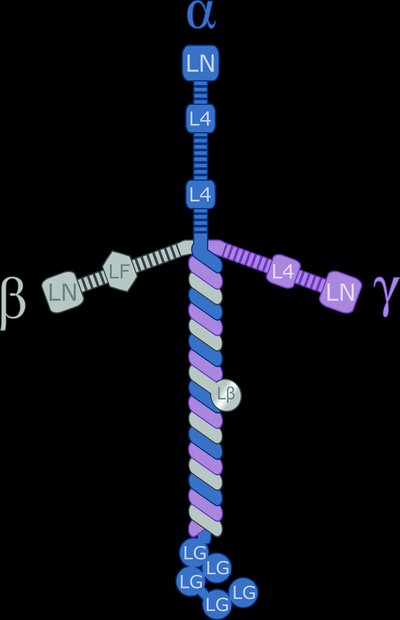 Laminin