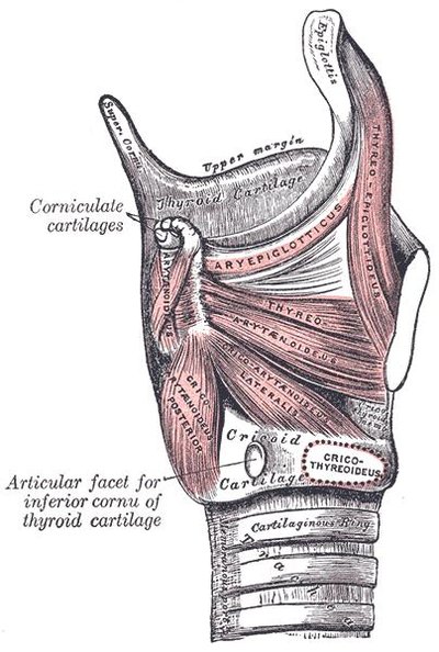 Larynx