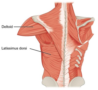 Latissimus Dorsi Muscle