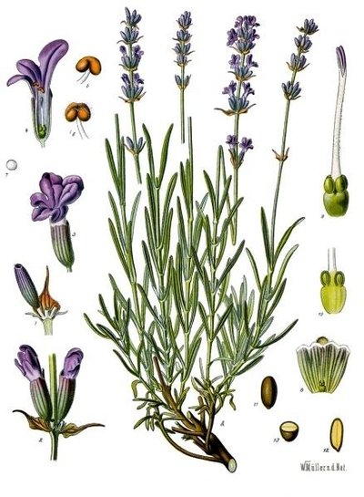 Lavandula Angustifolia