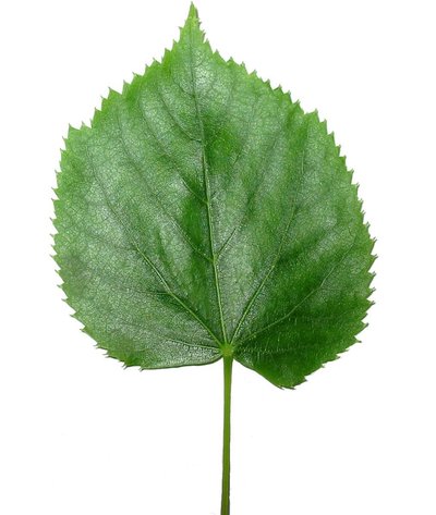 Leaf