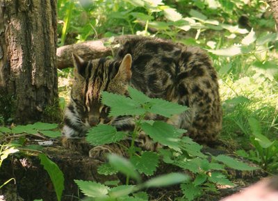 Leopard Cat