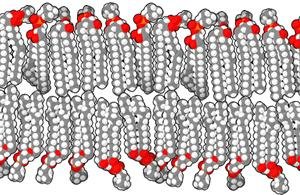 Lipid Bilayer