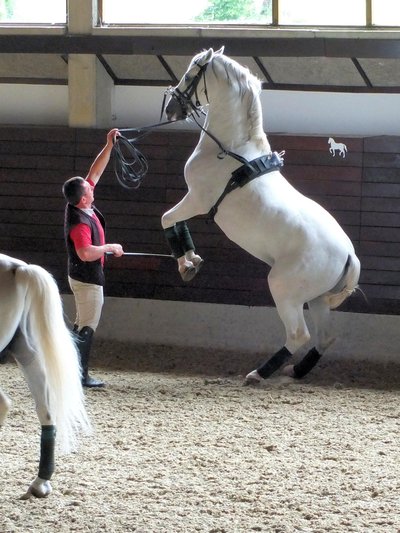 Lipizzan