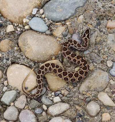 List of dangerous snakes