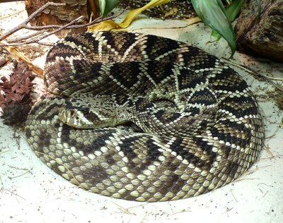 List of fatal snake bites in the United States