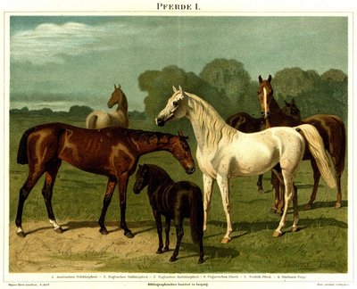 List Of Horse Breeds