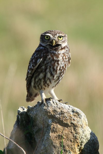 Little owl